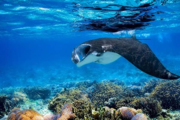 awe-barefoot-manta-underwater-1000A527AE87-1325-7B51-A496-3E90E2662B54.jpg
